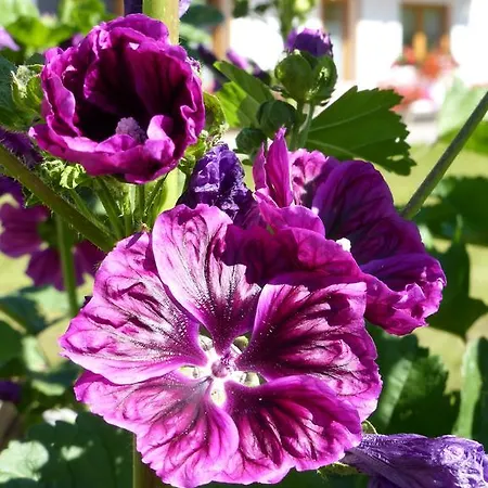 Haus Panoramablick Kals-am Großglockner