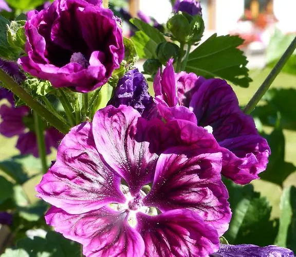 Haus Panoramablick Kals-am Großglockner